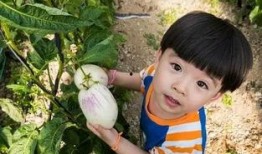 木木子娱乐吃瓜,揭秘娱乐圈最新吃瓜事件，带你领略明星幕后故事